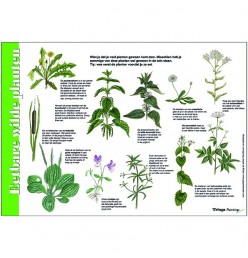 Herkenningskaart Eetbare wilde planten