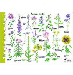 Herkenningskaart Tuinplanten voor bijen