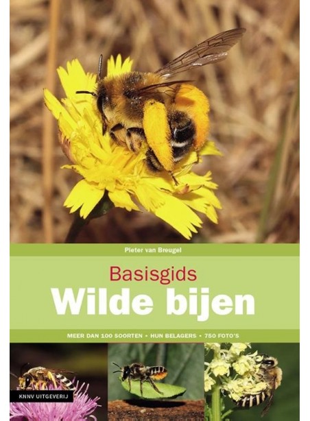 Basisgids Wilde bijen