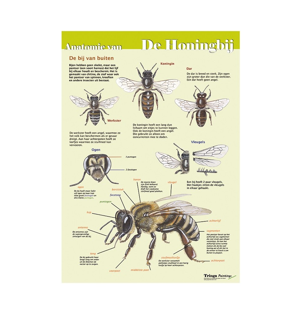 Edukaart: Anatomie van de honingbij buitenkant