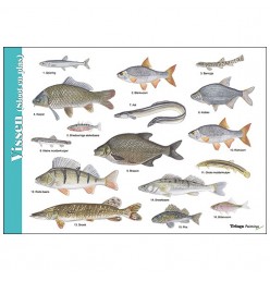 Herkenningskaart Vissen (sloot en plas)