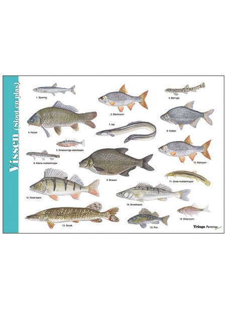 Herkenningskaart Vissen (sloot en plas)